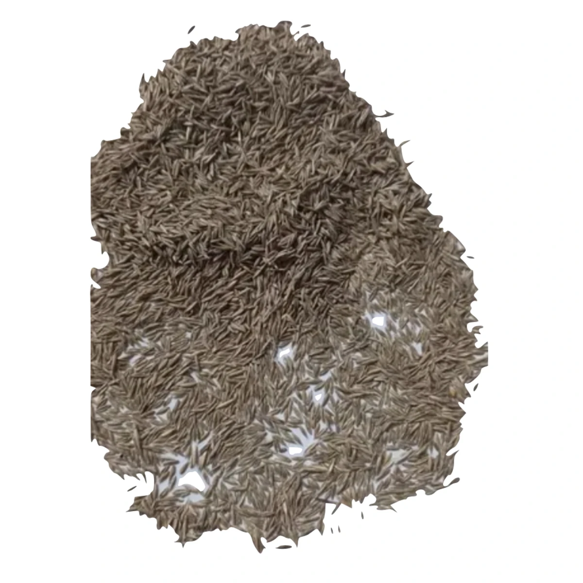 Райграс пасовищний насіння 1 кг